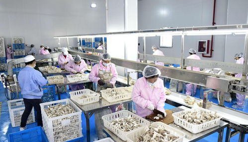 湖北随州市逸村机械制造公司食用菌机械设备生产实现数字化 产品销往国内外